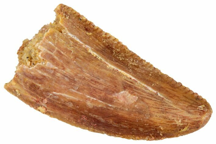 Serrated, Raptor Tooth - Real Dinosaur Tooth #269396